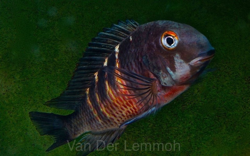 Tropheus Red Belly